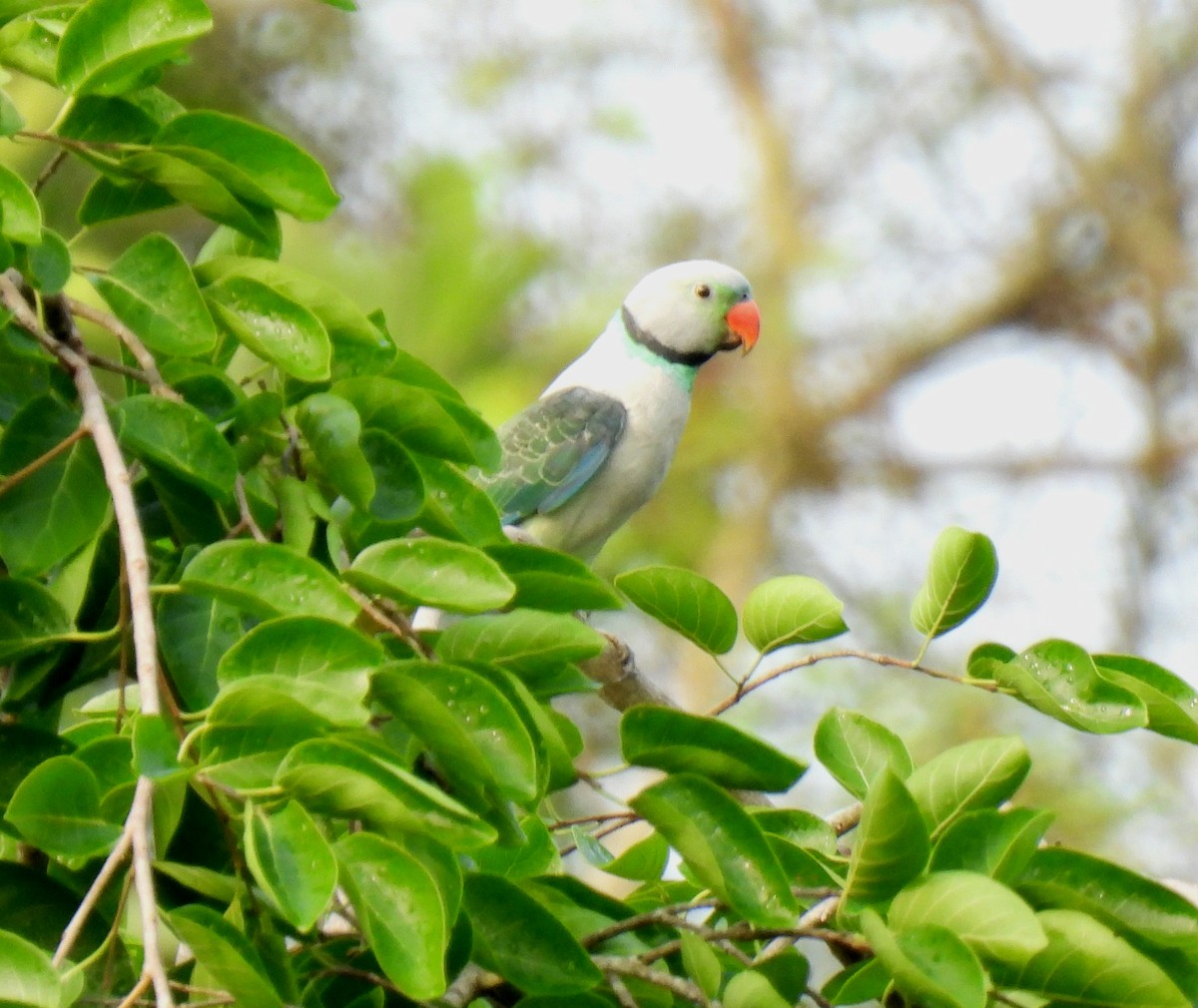 Malabar Yeşil Papağanı - ML618951420