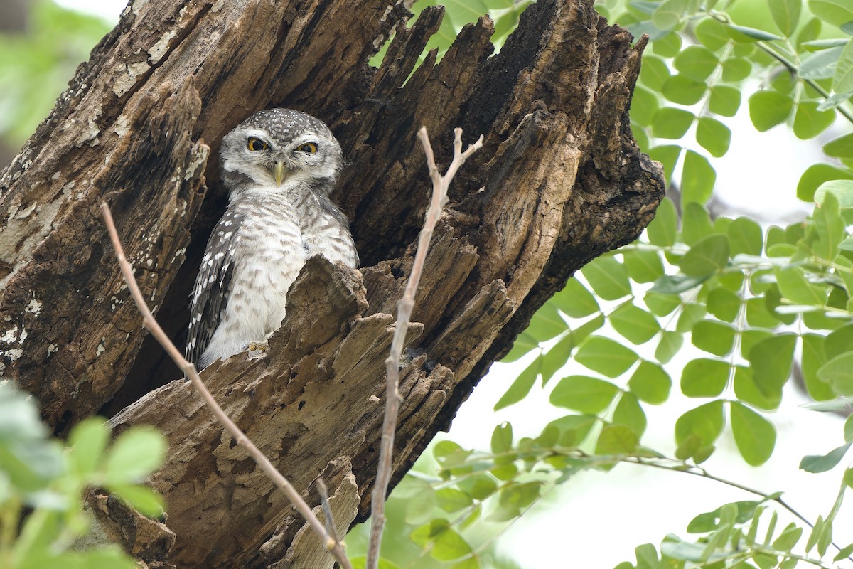 Spotted Owlet - ML618951444
