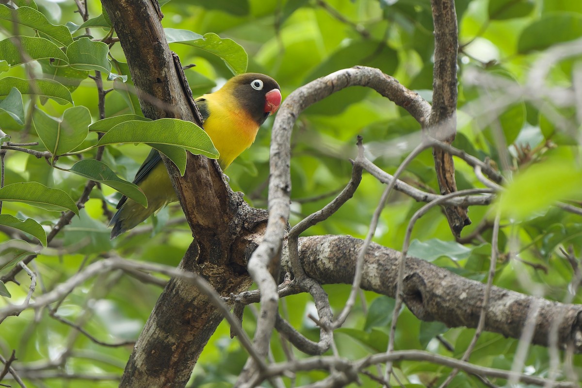 Yellow-collared Lovebird (Domestic type) - ML618951447