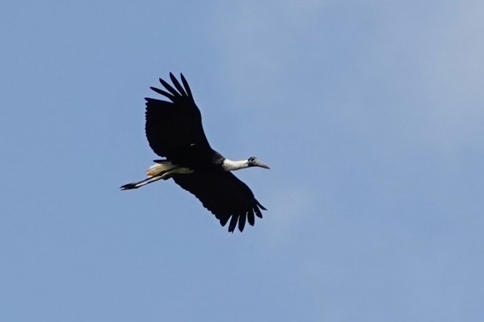 Asian Woolly-necked Stork - Brecht Caers