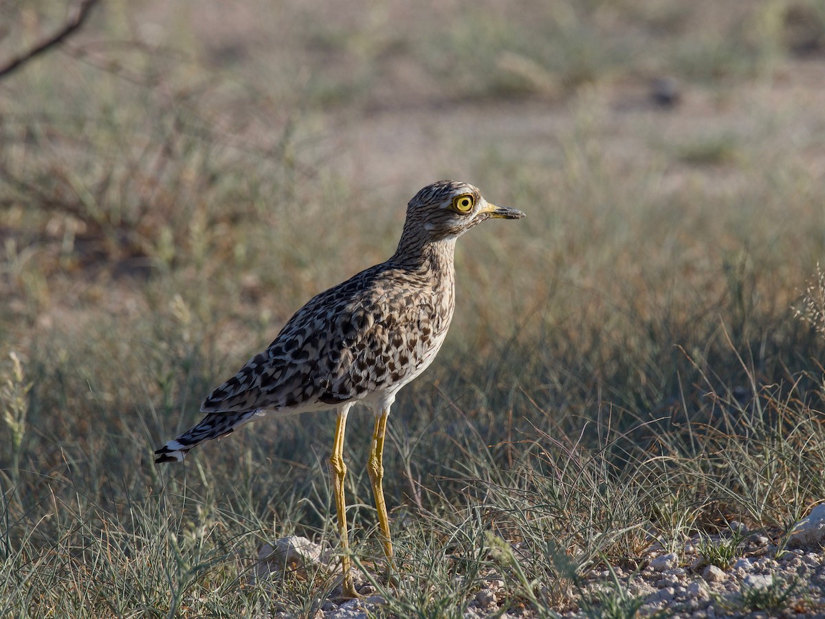 Spotted Thick-knee - ML618951496