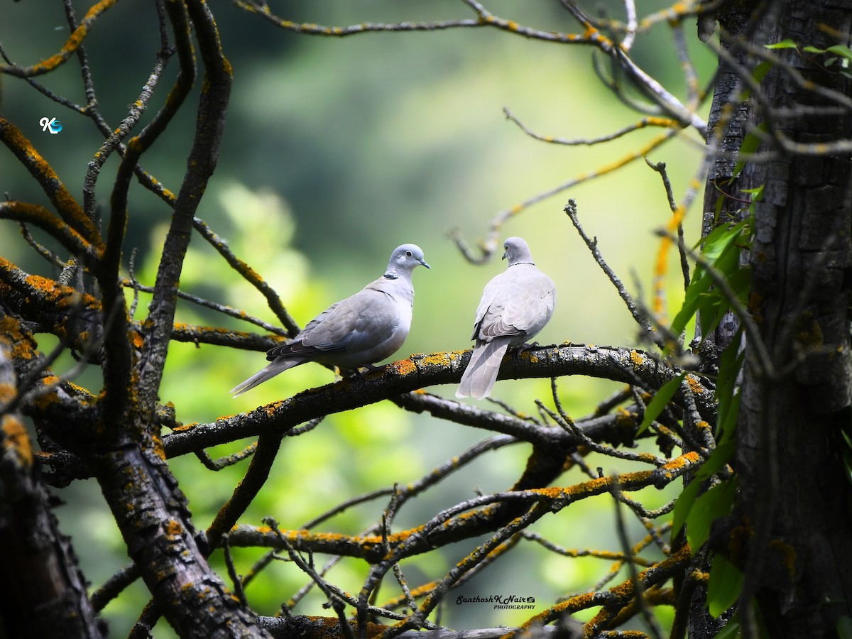 Eurasian Collared-Dove - Santhosh K