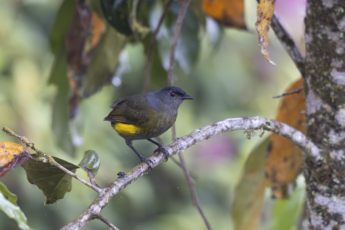 Black-and-yellow Silky-flycatcher - ML618951509