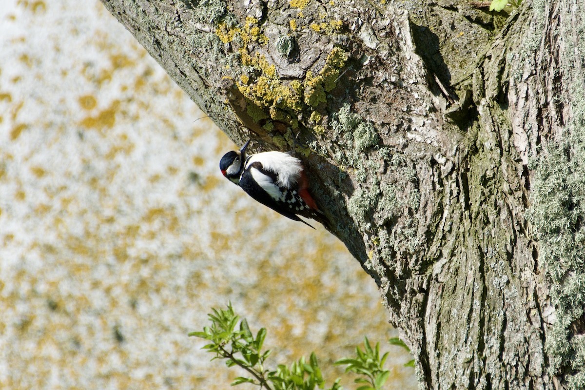 Great Spotted Woodpecker - ML618951515