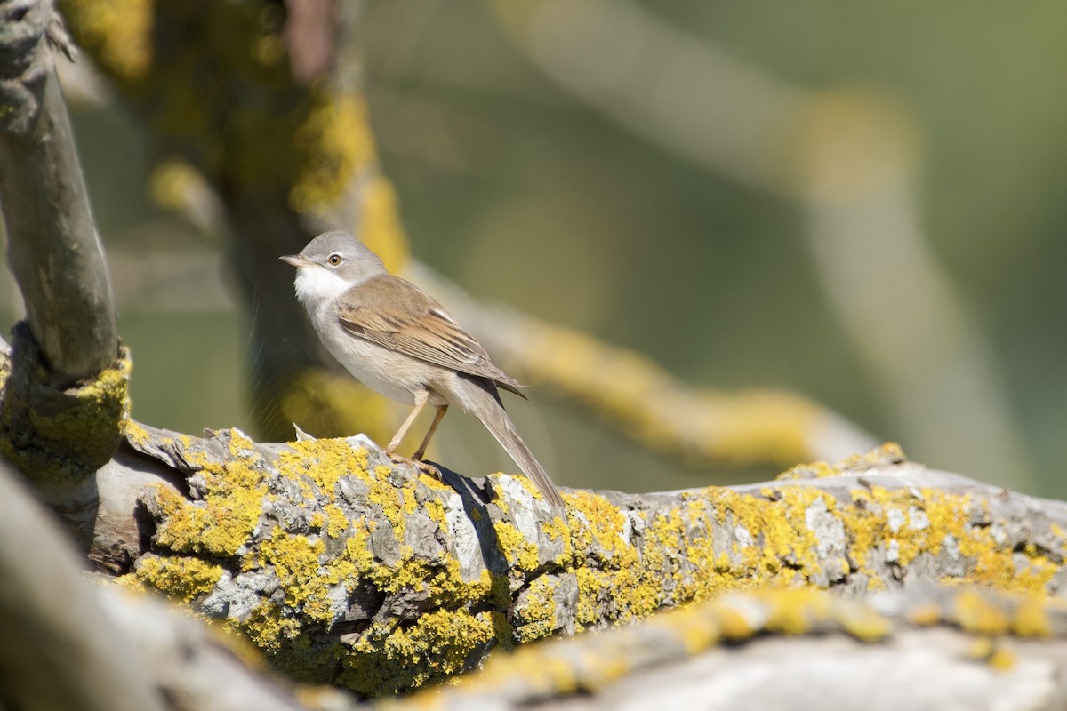Greater Whitethroat - Anders Kling