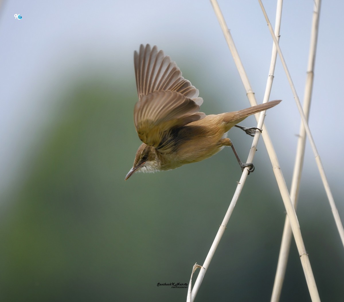 Clamorous Reed Warbler - Santhosh K