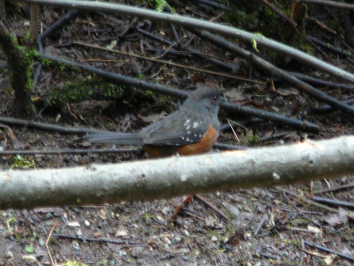 Spotted Towhee - ML618951581