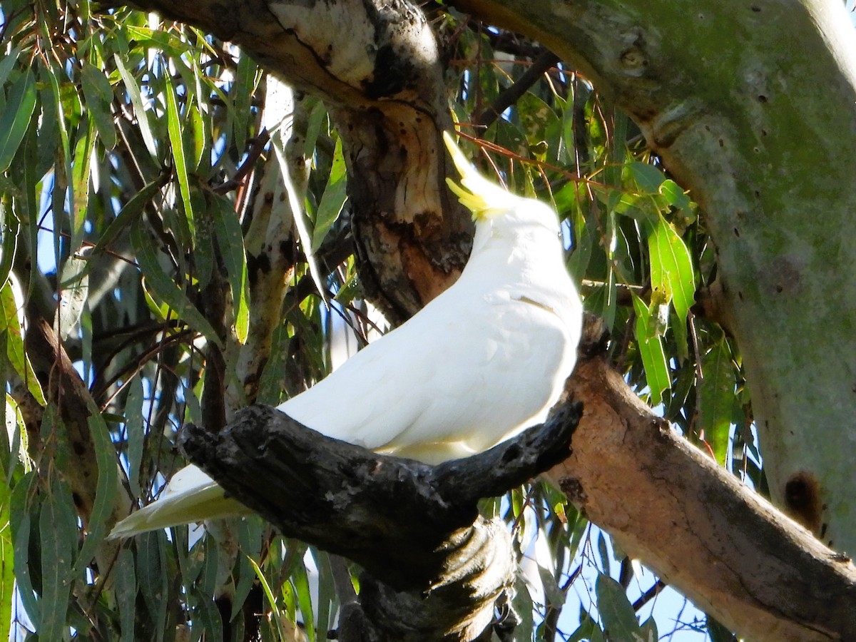 Sulphur-crested Cockatoo - Leonie Beaulieu