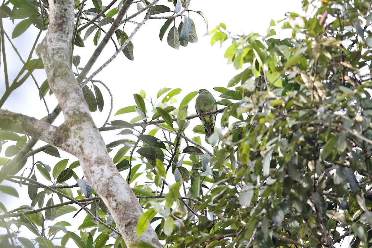 Sumatran Green-Pigeon - ML618951629