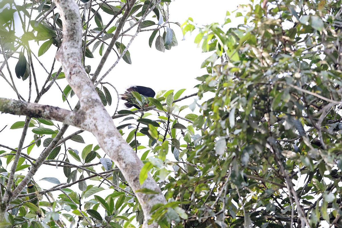 Sumatran Green-Pigeon - Chun Fai LO