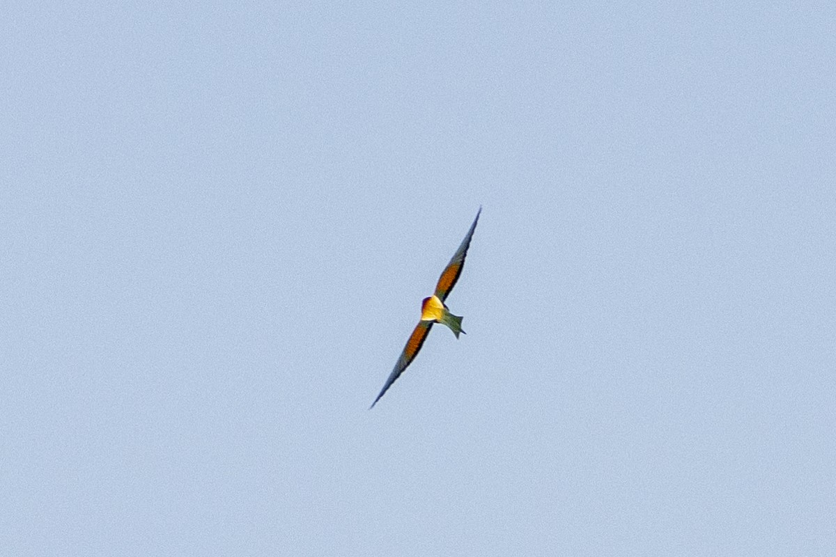 European Bee-eater - ML618951635