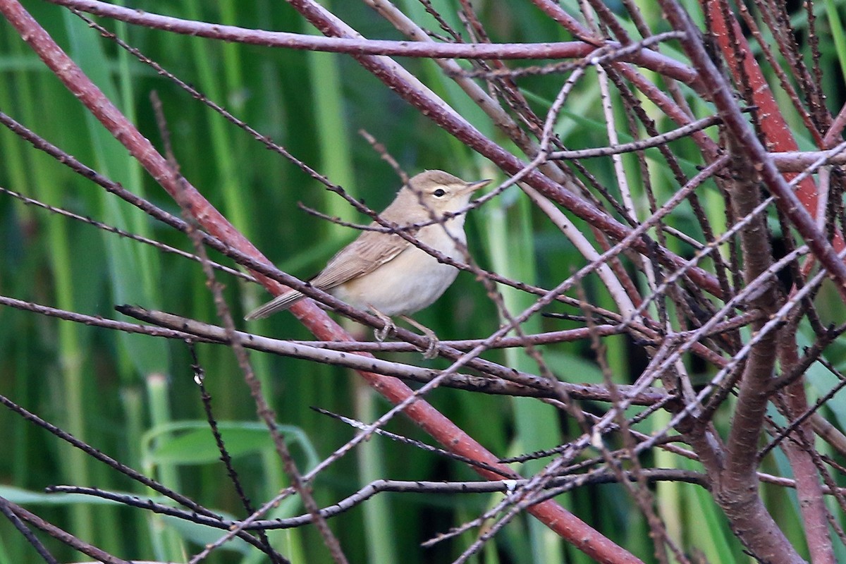 Booted Warbler - ML618951639
