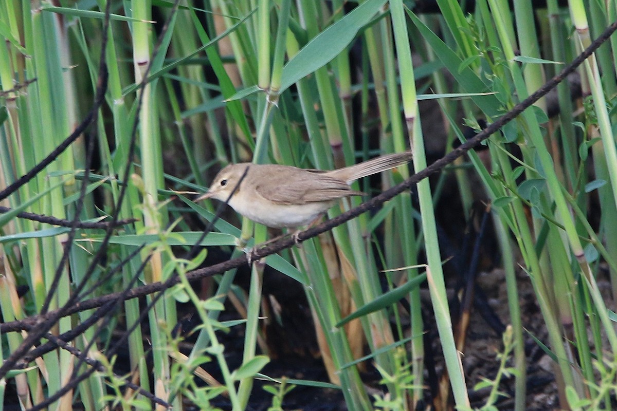 Booted Warbler - ML618951640