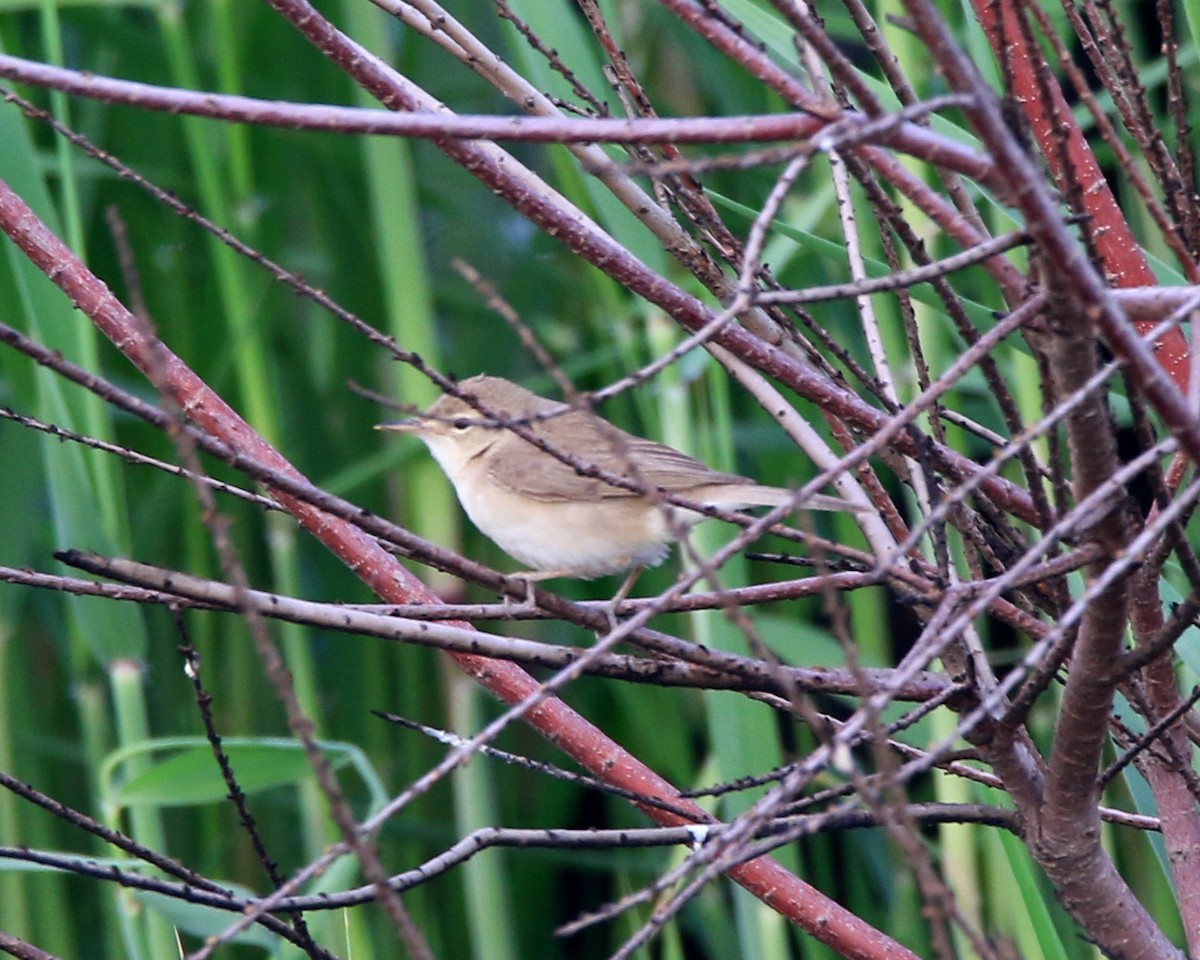 Booted Warbler - ML618951641