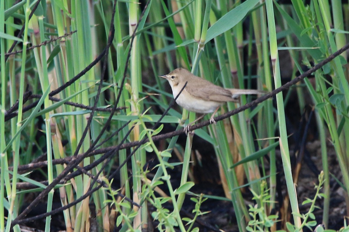 Booted Warbler - ML618951642