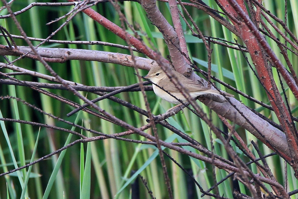 Booted Warbler - ML618951643