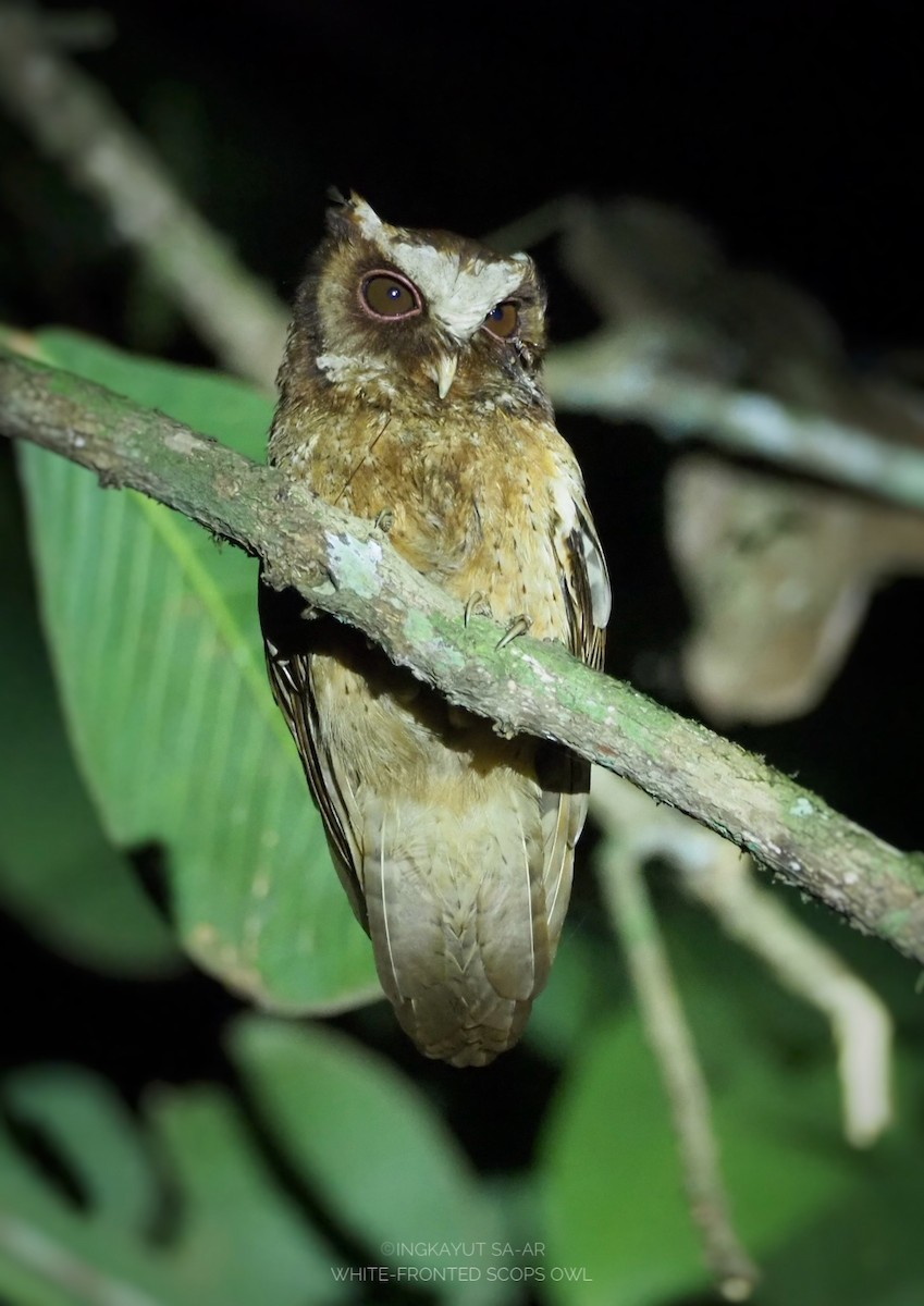 White-fronted Scops-Owl - ML618951645