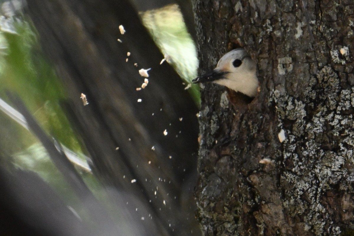 White-headed Woodpecker - ML618951694
