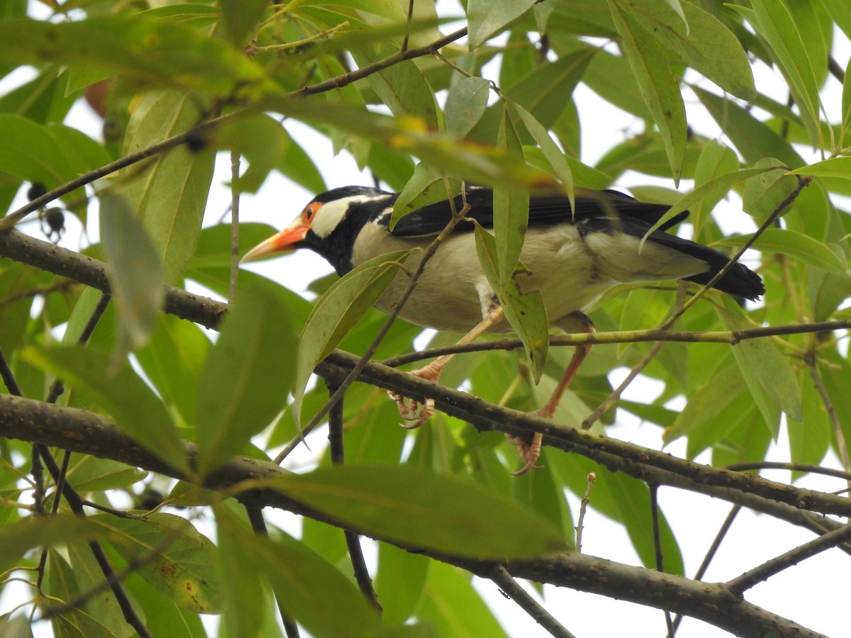 Indian Pied Starling - ML618951697