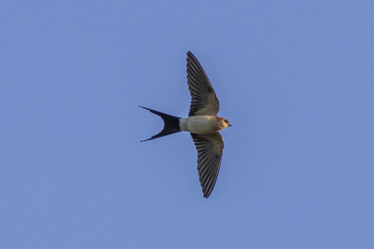 Red-rumped Swallow - ML618951705