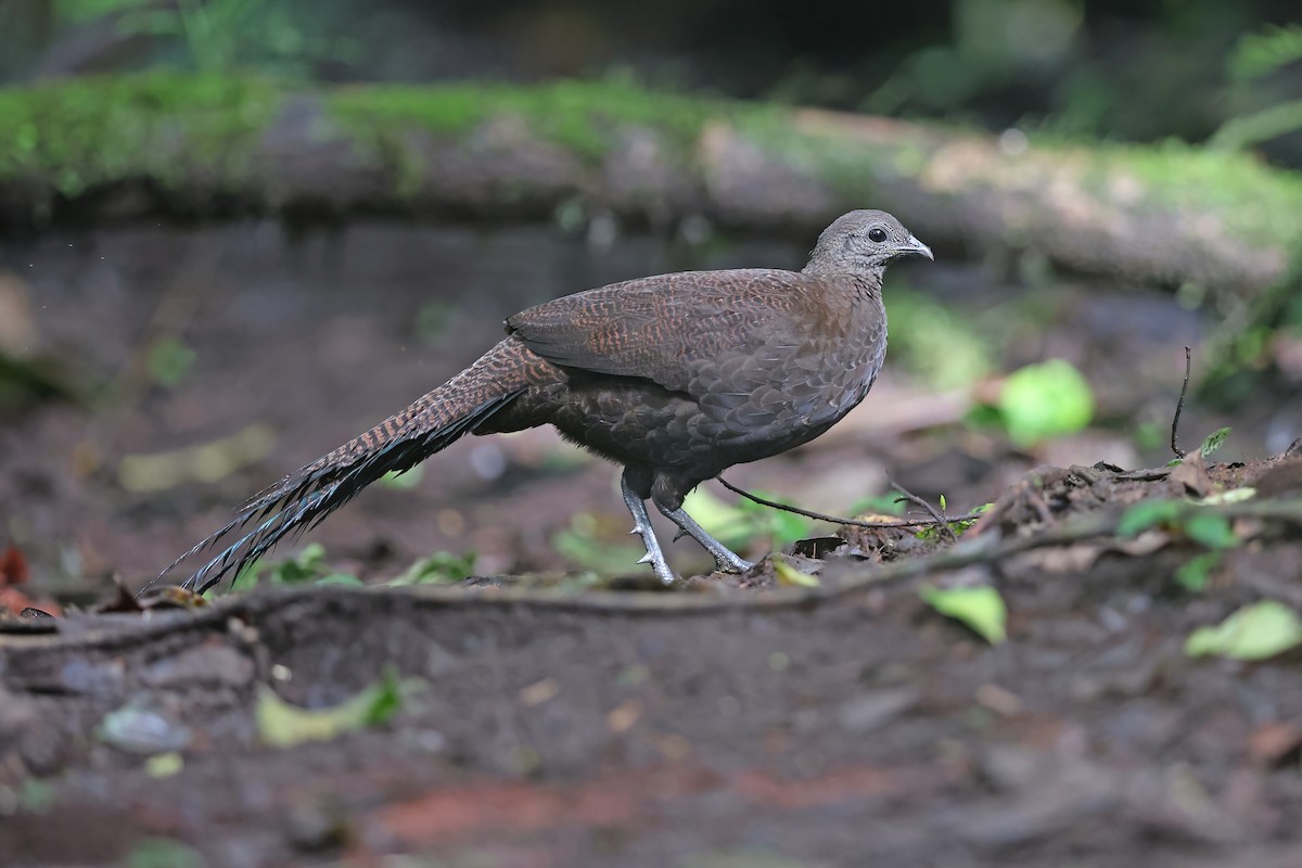 Bronze-tailed Peacock-Pheasant - ML618951712