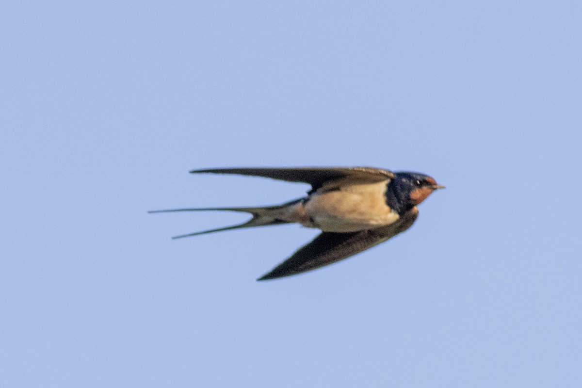 Barn Swallow - ML618951715