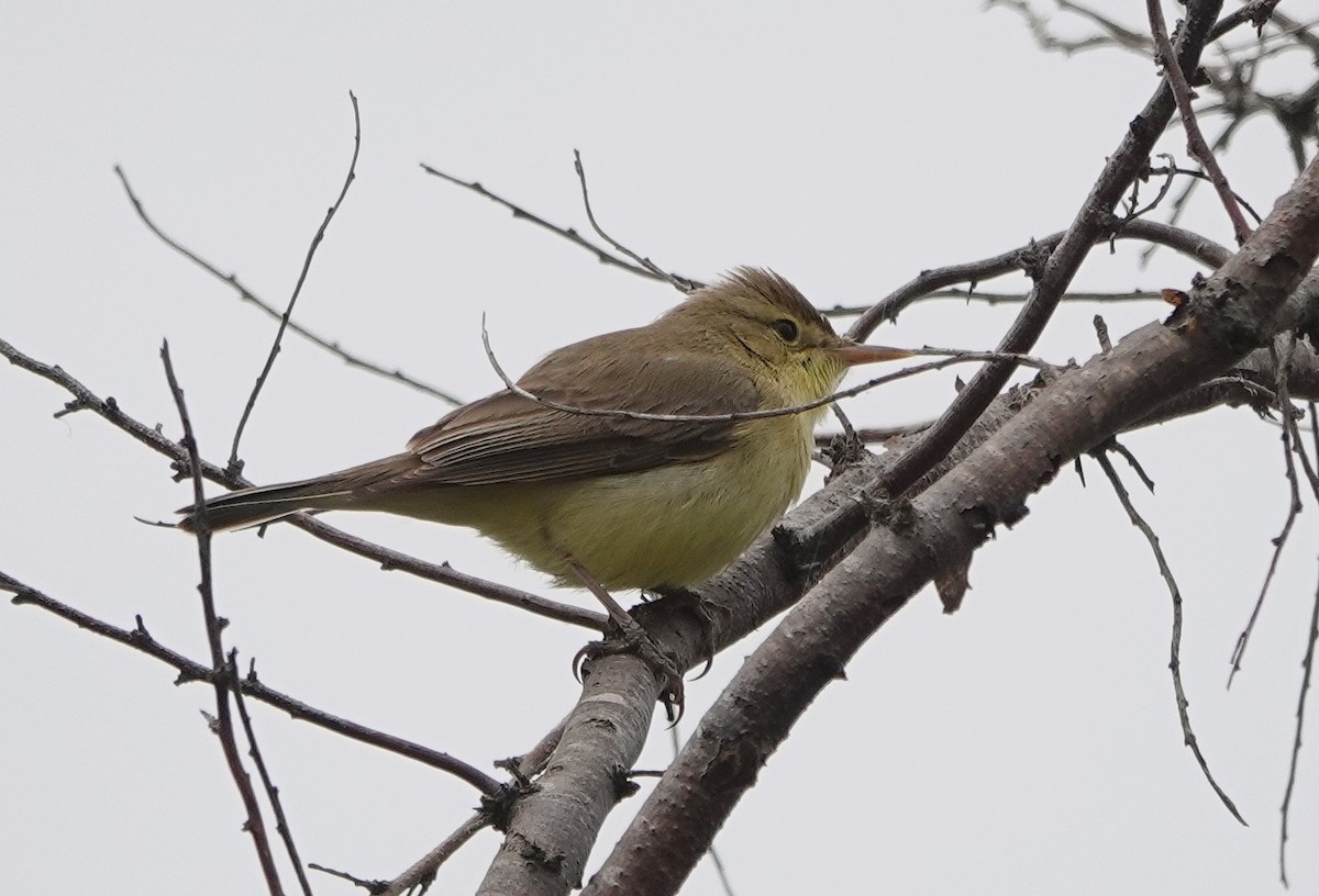 Melodious Warbler - ML618951743