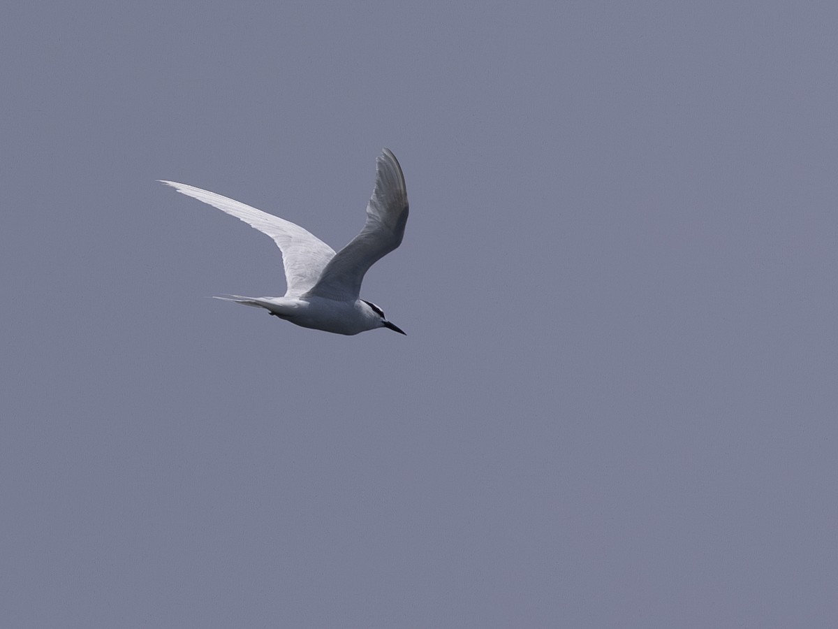Black-naped Tern - ML618951773
