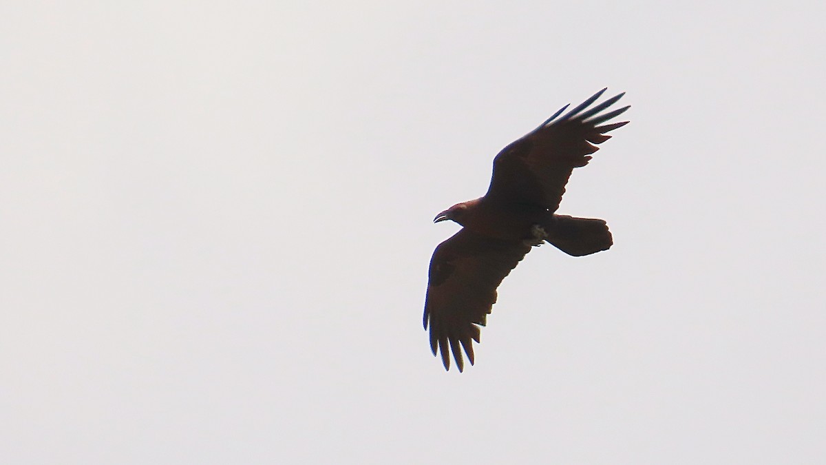 Brown-necked Raven - ML618951840