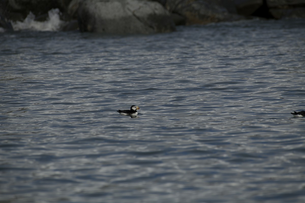 Horned Puffin - ML618951842