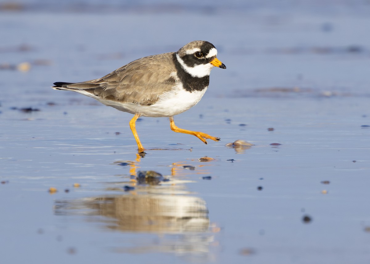 Common Ringed Plover - ML618951845