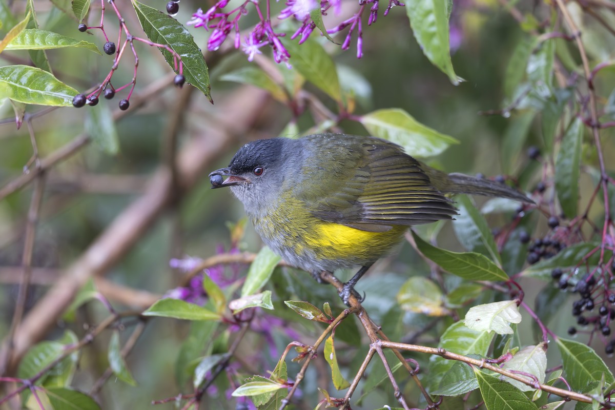 Black-and-yellow Silky-flycatcher - ML618951874