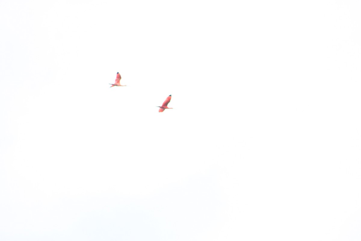 Ibis rouge - ML618951885