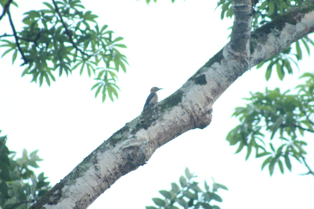 Red-crowned Woodpecker - ML618951926
