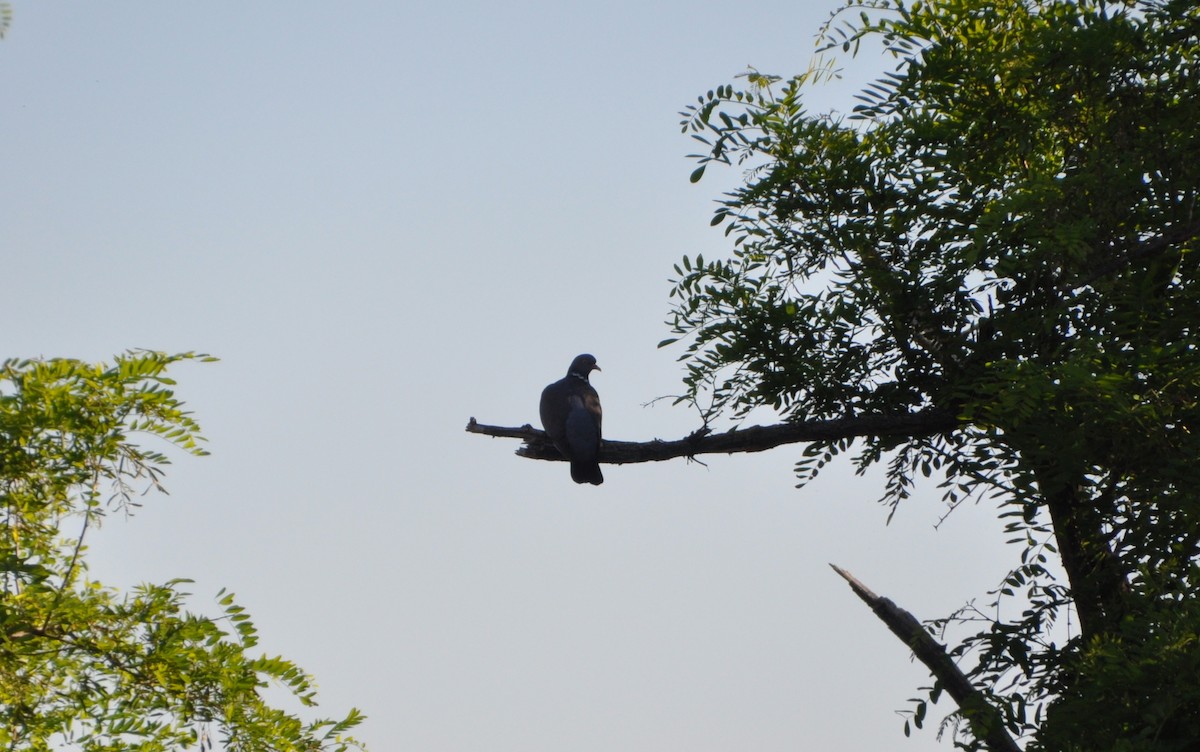 Common Wood-Pigeon - Magdalena Grahovac