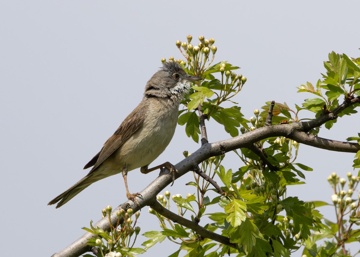 Greater Whitethroat - Nathaniel Dargue