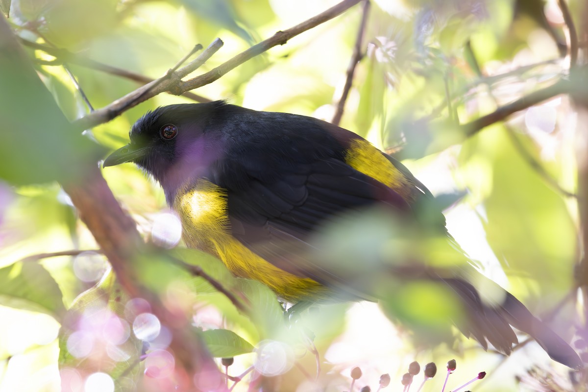 Black-and-yellow Silky-flycatcher - Jon Irvine