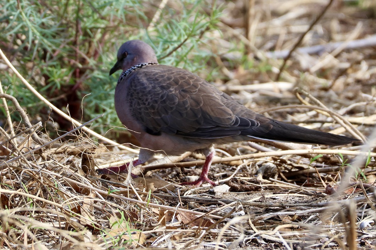 Spotted Dove - ML618952055