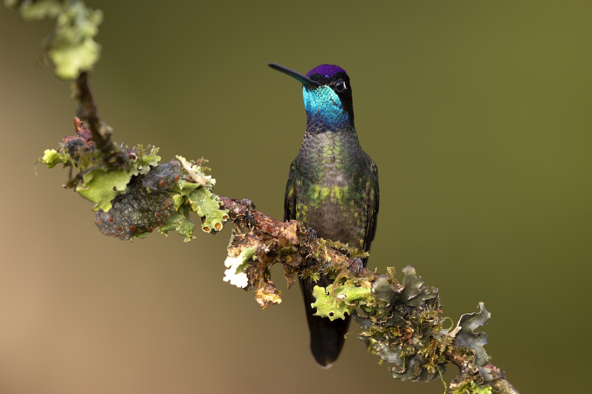 Talamanca Hummingbird - Jon Irvine