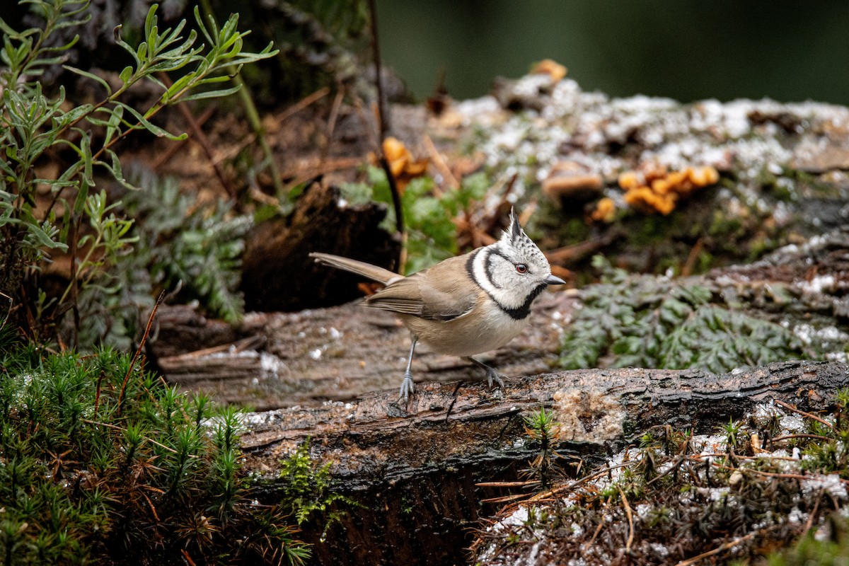 Crested Tit - ML618952069