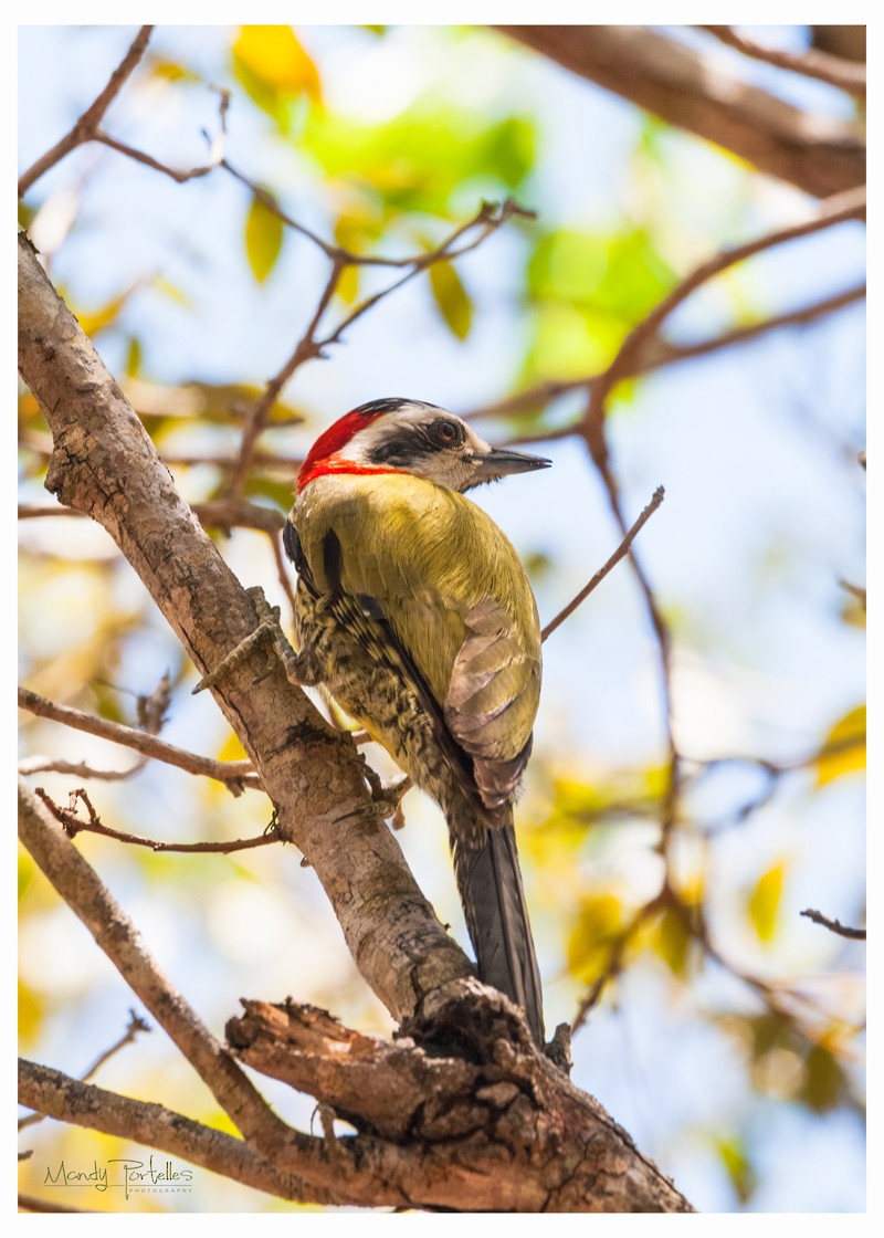 Cuban Green Woodpecker - ML618952088