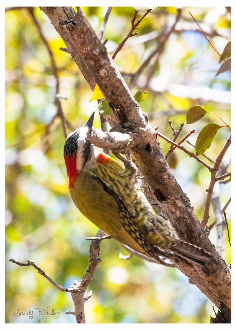 Cuban Green Woodpecker - ML618952089