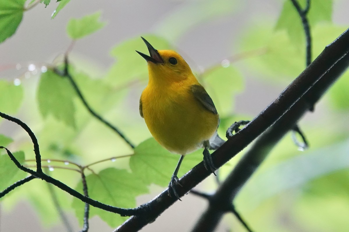 Prothonotary Warbler - ML618952091