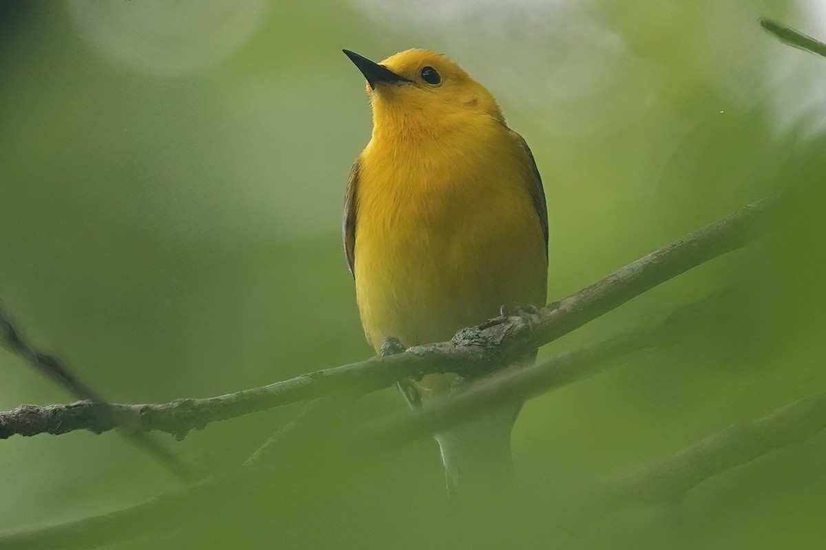 Prothonotary Warbler - ML618952095