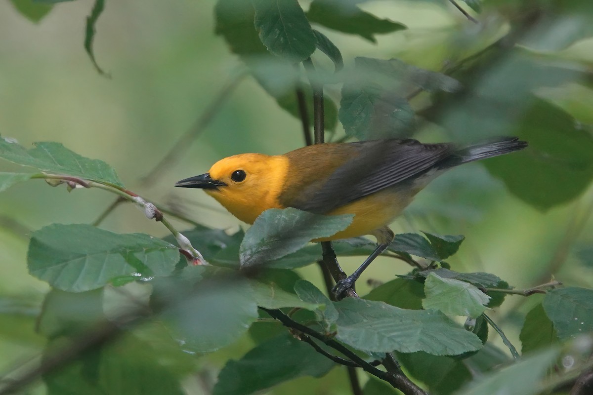 Prothonotary Warbler - ML618952096