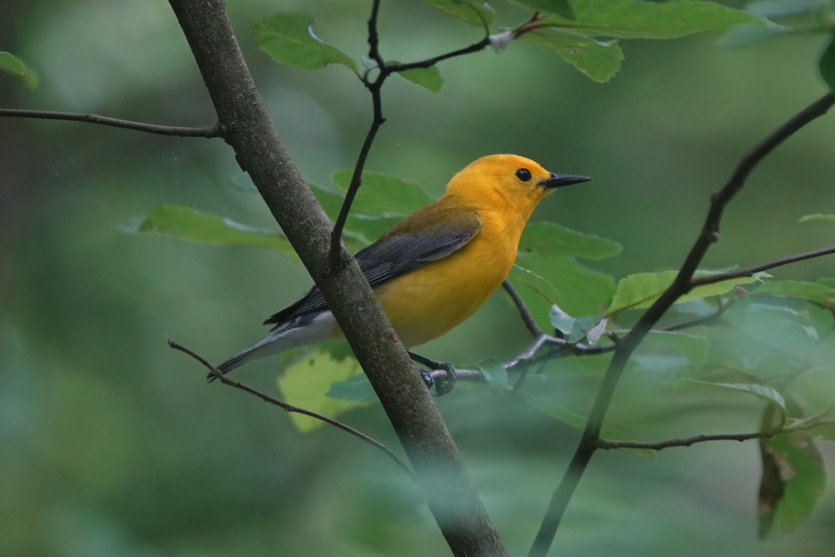 Prothonotary Warbler - ML618952097