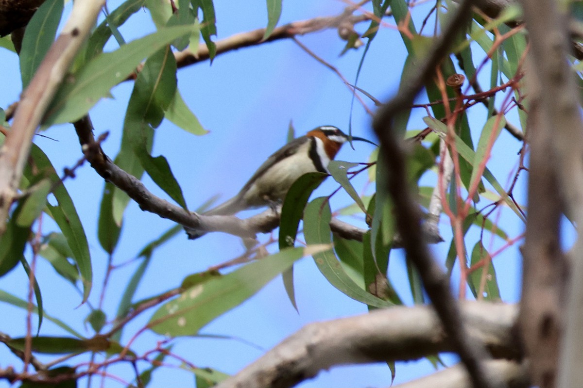 Western Spinebill - Terry O’Connor