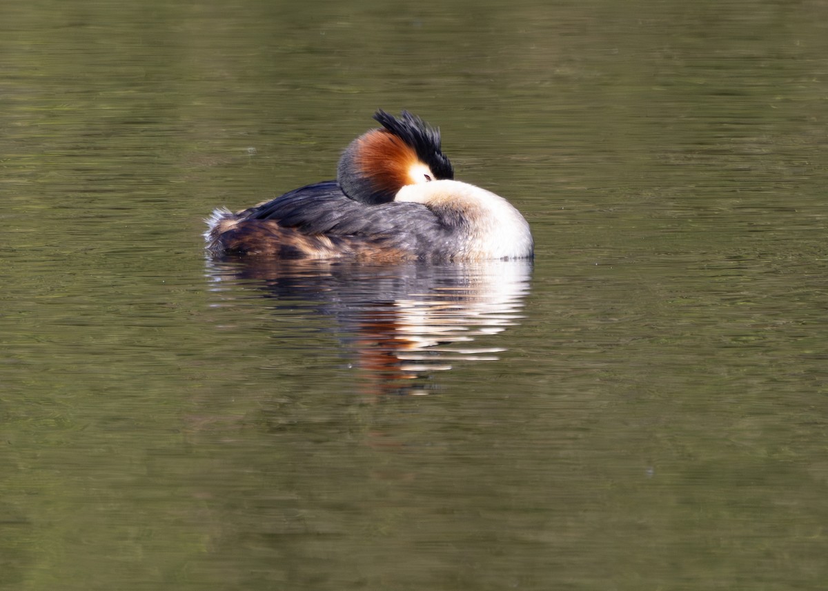 Great Crested Grebe - Nathaniel Dargue