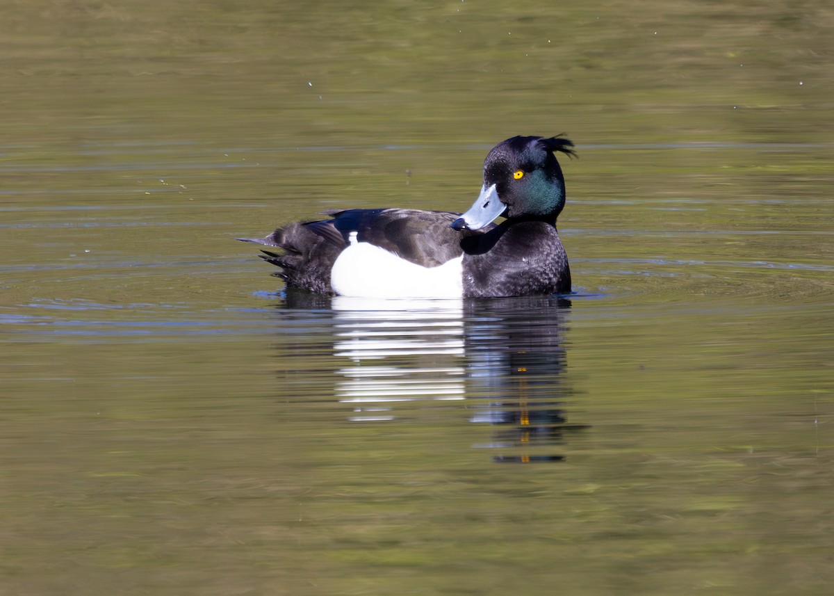 Tufted Duck - ML618952193