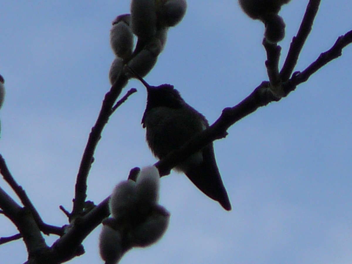 Anna's Hummingbird - ML618952198